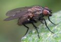 Anthomyia liturata